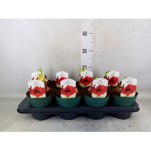 Hippeastrum DI 'Amorita Danu'