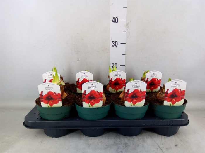 <h4>Hippeastrum DI 'Amorita Danu'</h4>