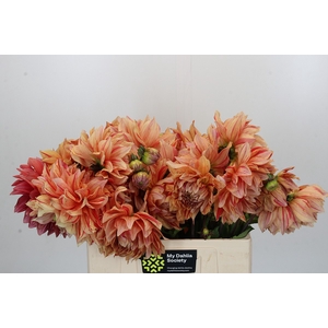 Dahlia Striped Vulcan