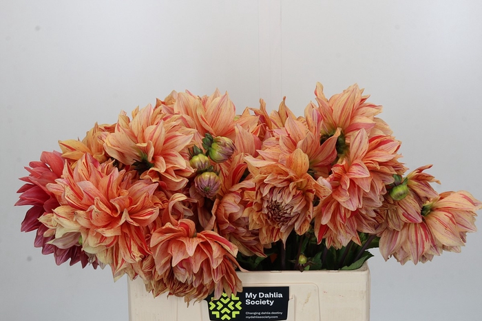 <h4>Dahlia Striped Vulcan</h4>