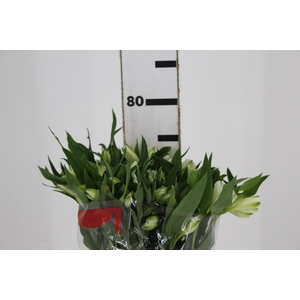 ALSTROEMERIA WHITNEY 080 CM