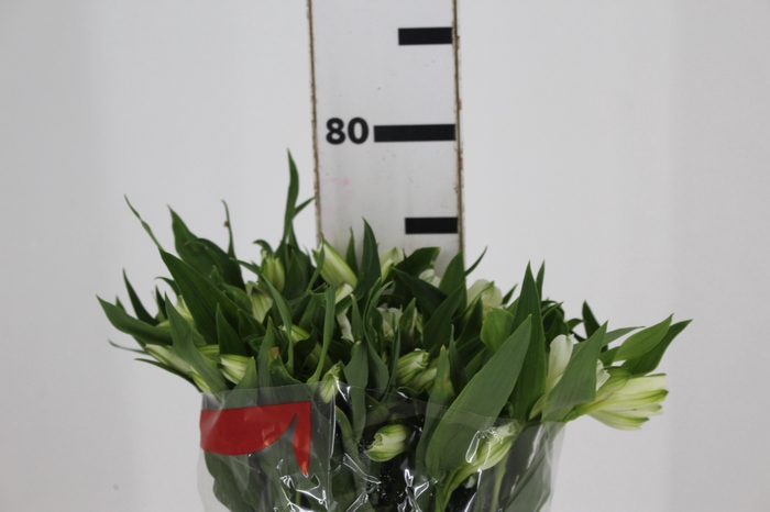 <h4>ALSTROEMERIA WHITNEY 080 CM</h4>