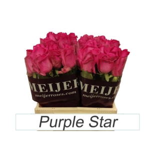 Rozen PURPLE STAR