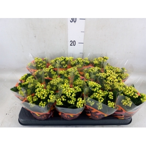 Kalanchoe blos. 'Calandiva Nolin'