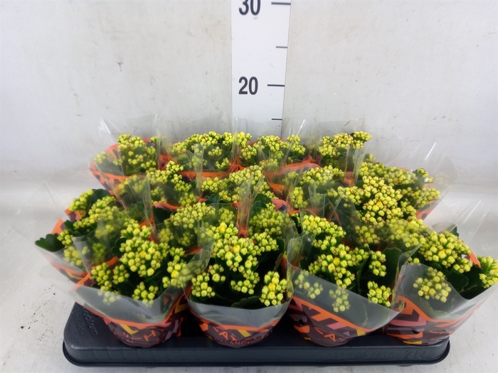 <h4>Kalanchoe blos. 'Calandiva Nolin'</h4>