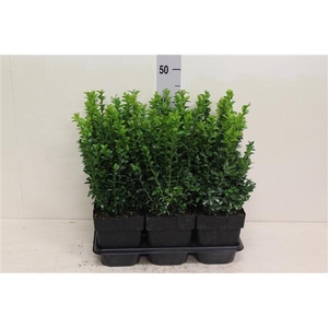 Buxus sempervirens struik P17 (potgekweekt)