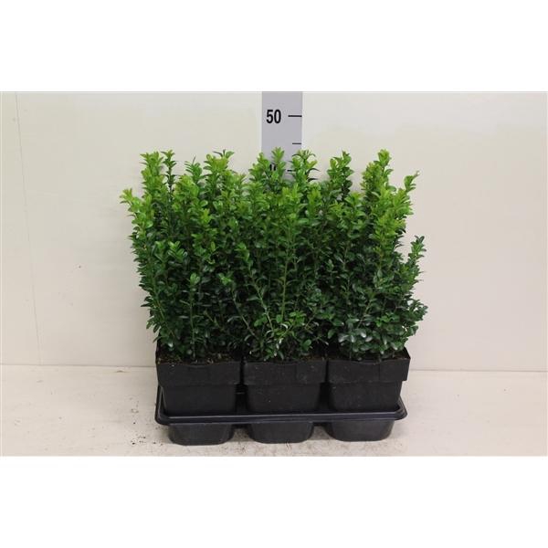 <h4>Buxus sempervirens struik P17 (potgekweekt)</h4>