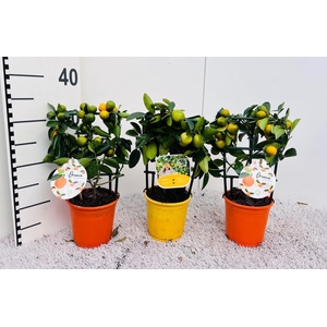 Citrus Mix-Tray 2+ Var. rack/trellis