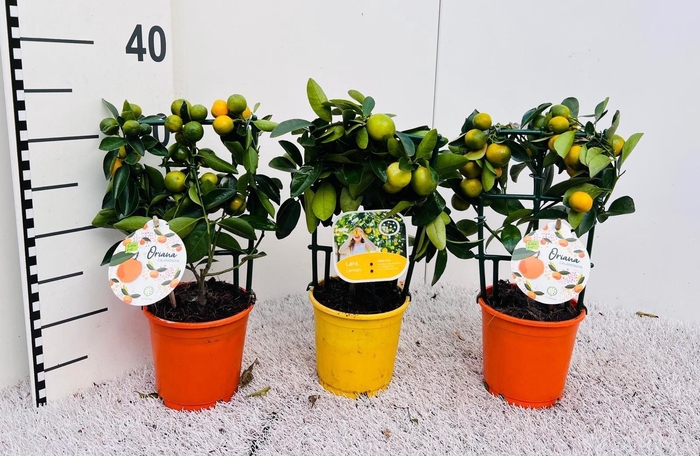 <h4>Citrus Mix-Tray 2+ Var. rack/trellis</h4>