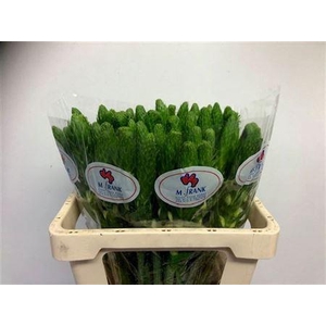 Ornithogalum Thyr White Star