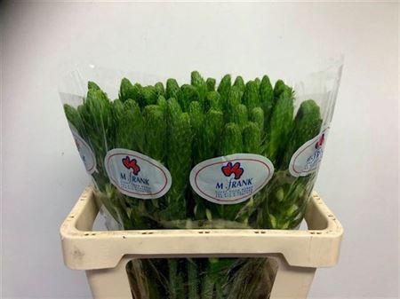 <h4>Ornithogalum Thyr White Star</h4>