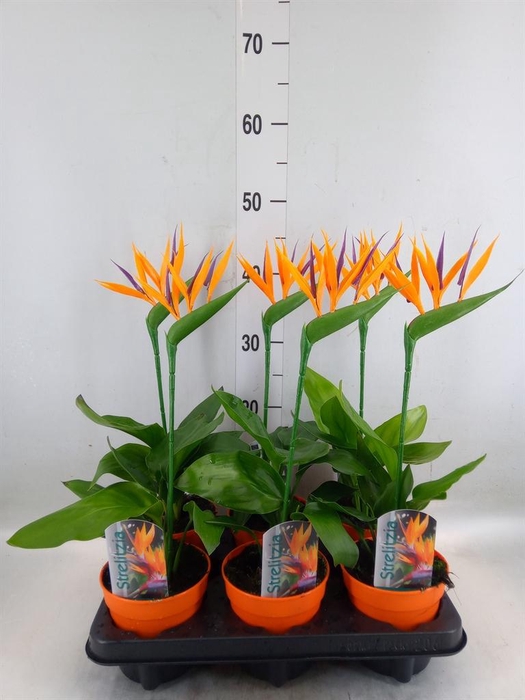 <h4>Arr. Strelitzia L%</h4>