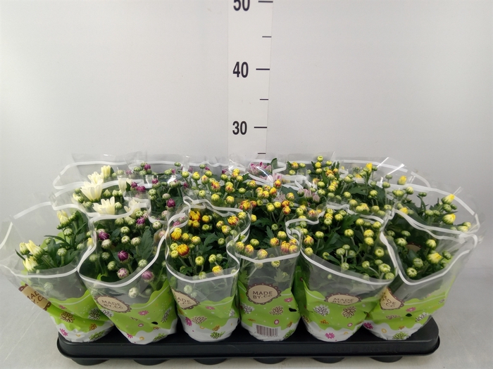 <h4>Chrysanthemum   ..mix 5</h4>