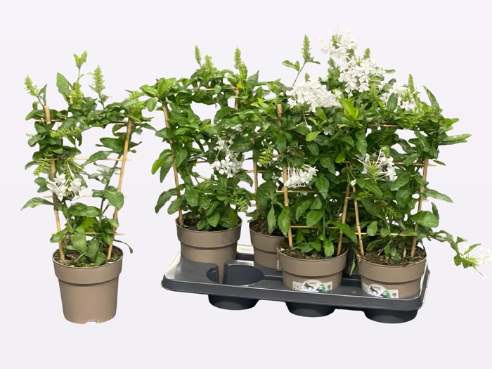 <h4>PLUMBAGO INDICA</h4>