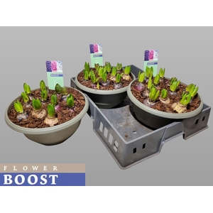 HYACIN PEAR GEM 3 KL