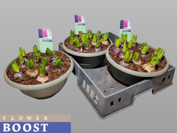 <h4>HYACIN PEAR GEM 3 KL</h4>