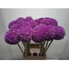 Allium Giganteum