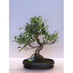 Ficus retusa, 39cm., shape, with drip tray