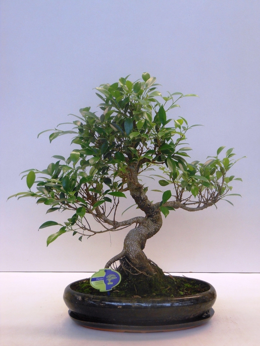 <h4>Ficus retusa, 39cm., shape, with drip tray</h4>