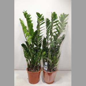 Zamio Zamiifolia