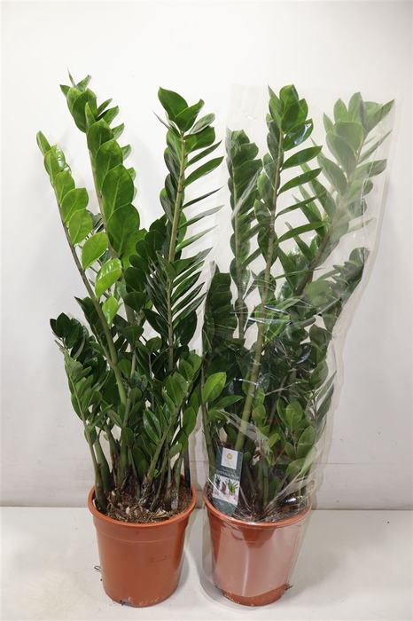 <h4>Zamio Zamiifolia</h4>