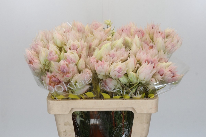 <h4>Blushing Bride 6/9 Flowers</h4>