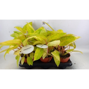 Philodendron   ...