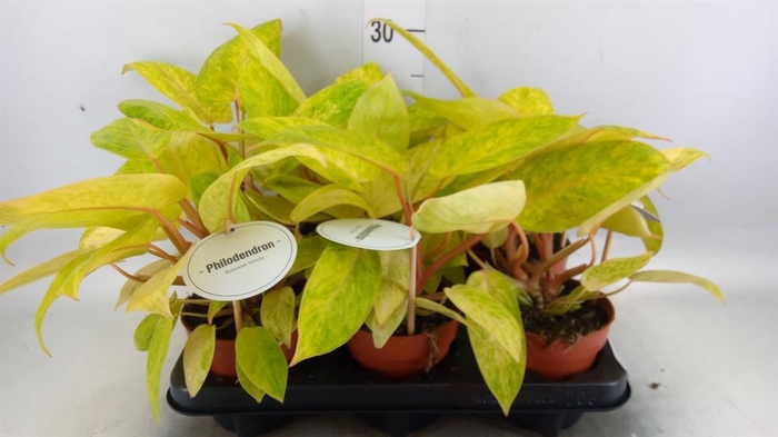 <h4>Philodendron   ...</h4>