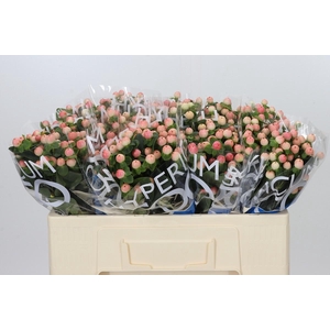 Hypericum Coco Tiamo