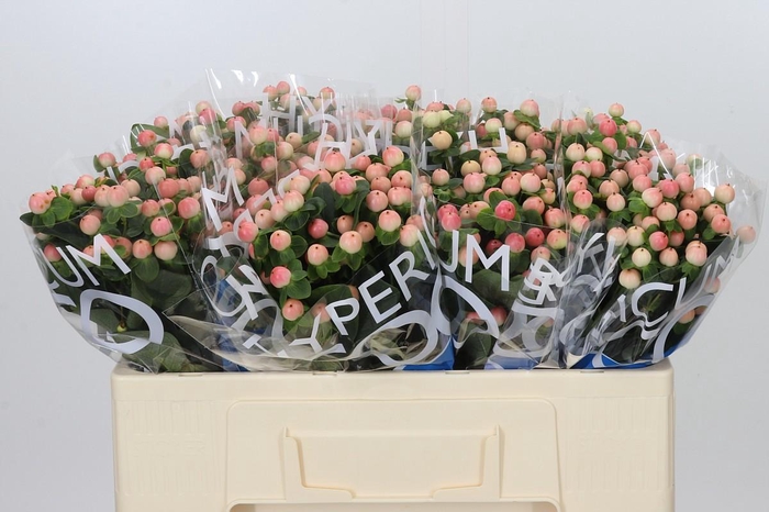<h4>Hypericum Coco Tiamo</h4>