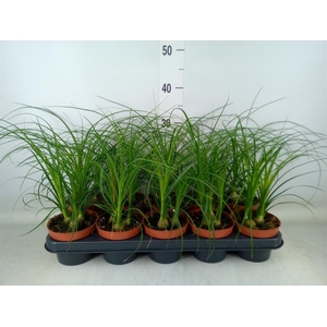 Beaucarnea recurvata