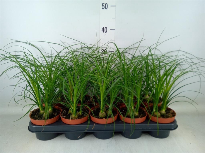 <h4>Beaucarnea recurvata</h4>