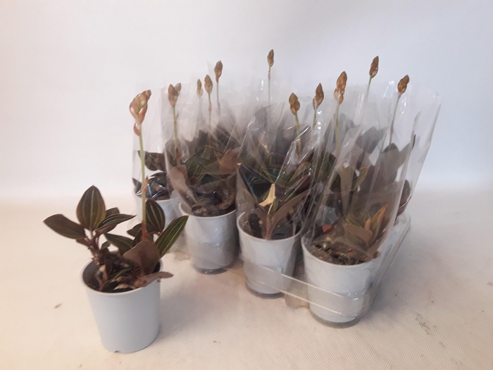 <h4>LUD DISCOLOR</h4>