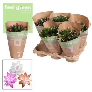 Schlumbergera - 13 cm - Mix- FEEL GREEN