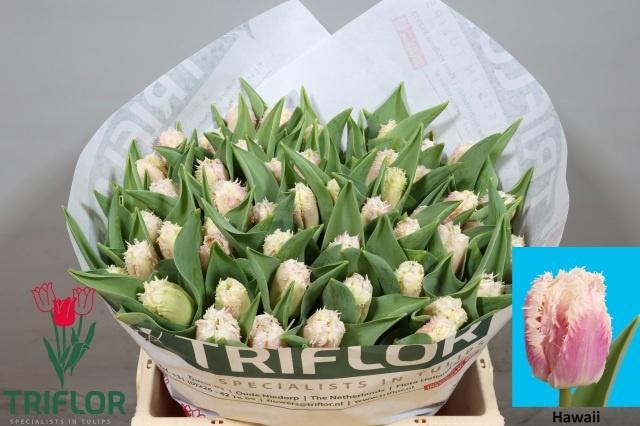 <h4>TU FR HAWAII</h4>