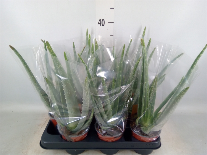 <h4>Aloe vera</h4>