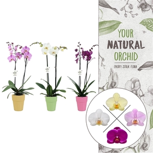 Your Natural Orchid | Mix in Elize pot | Phalaenopsis 2 spike