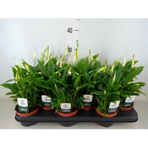 Spathiphyllum  'Chopin'