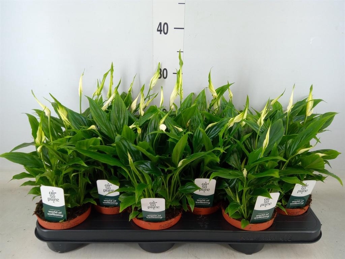 <h4>Spathiphyllum  'Chopin'</h4>