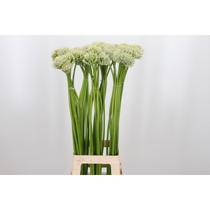 Allium Mount Everest