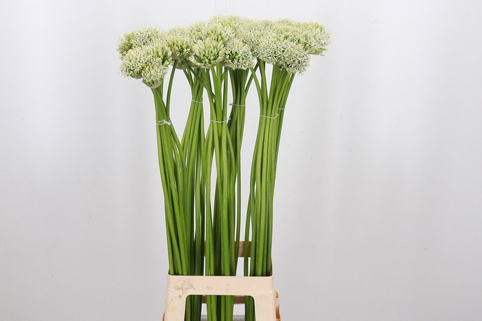 <h4>Allium Mount Everest</h4>