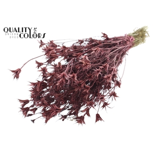 Nigella Oriëntalis per bunch Burgundy