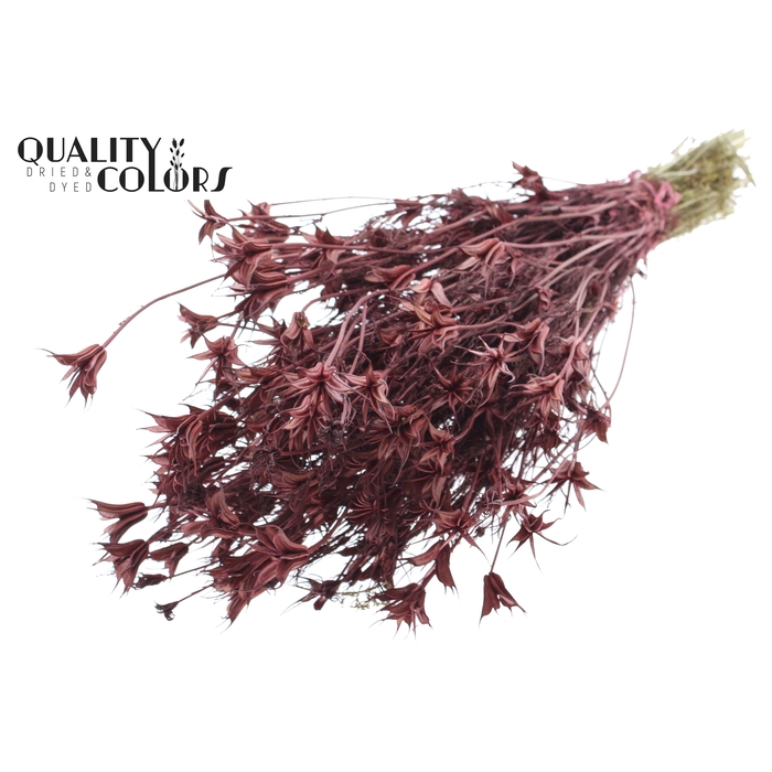 <h4>Nigella Oriëntalis per bunch Burgundy</h4>