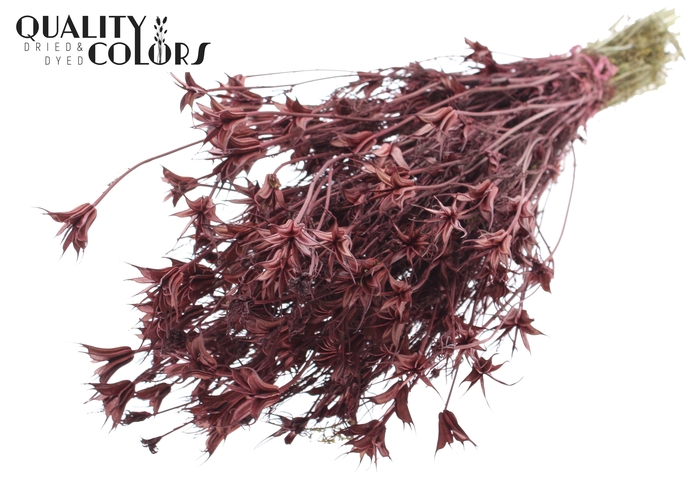 <h4>Nigella Oriëntalis per bunch Burgundy</h4>