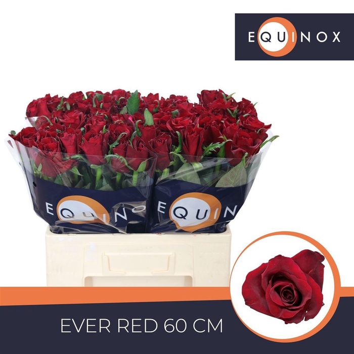 <h4>R GR EVER RED</h4>