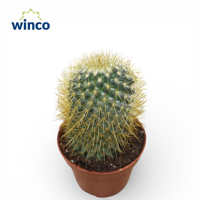 <h4>Mammillaria Pringlei</h4>