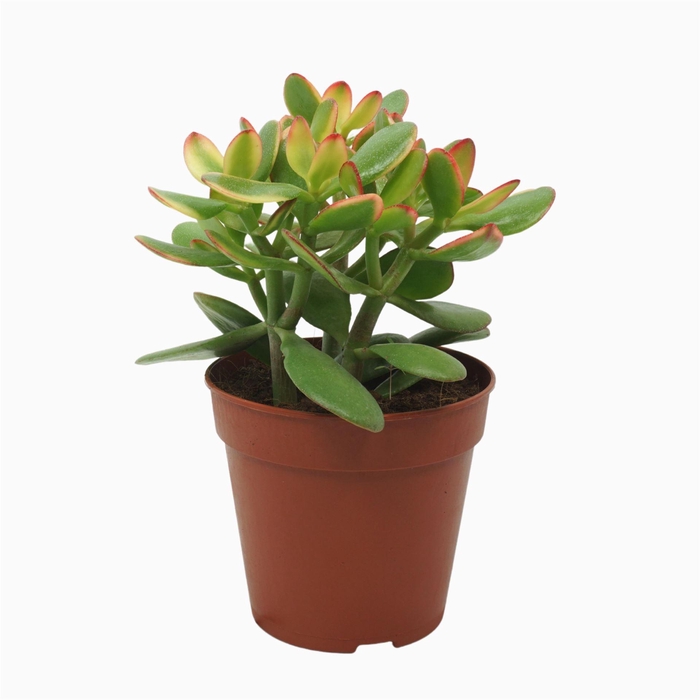 <h4>Crassula ovata 'Sunset'</h4>
