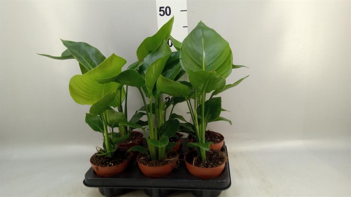 <h4>Strelitzia nicolai</h4>
