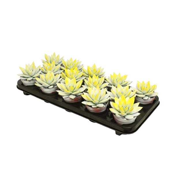 <h4>Echeveria bicoloured white/yellow</h4>