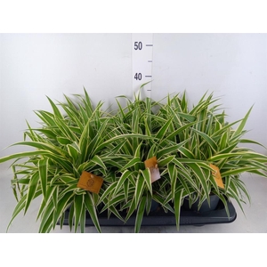 Chlorophytum com. 'Ocean'